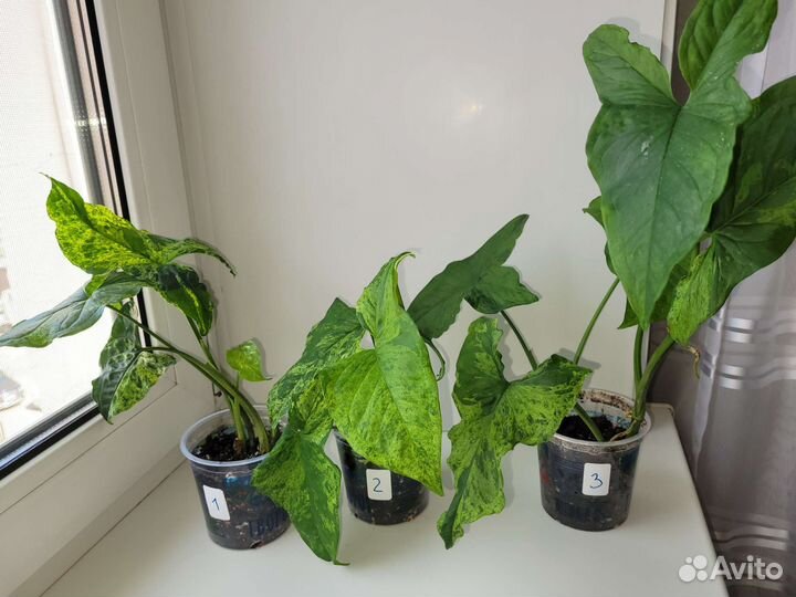 Сингониумы