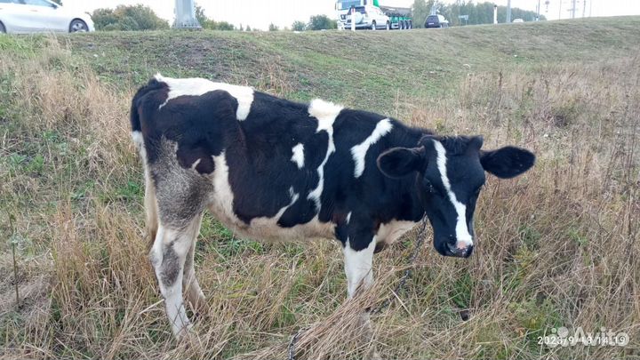 Продам телочку