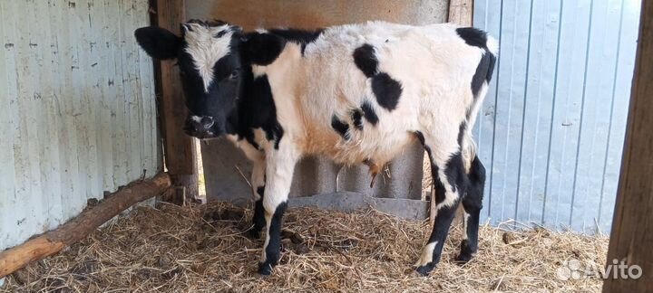 Бычки 4. Месеца 5 месецев