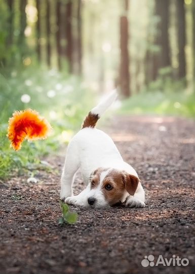 Джек Рассел терьер