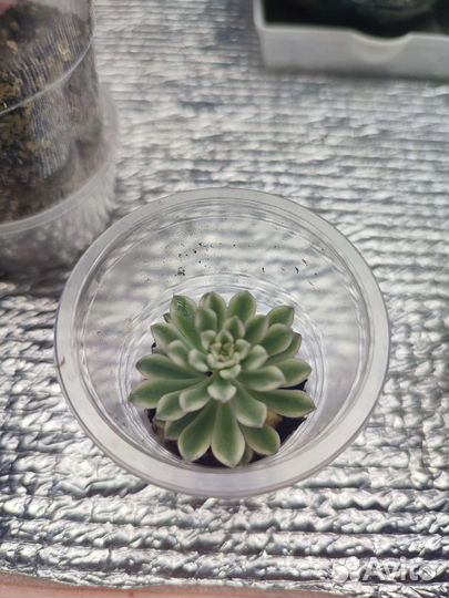 Суккуленты