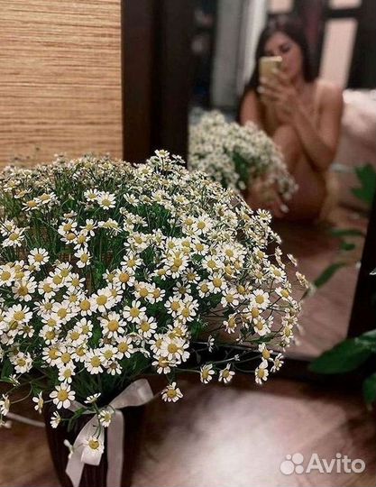 Цветы ромашки