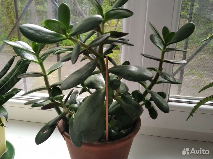 Денежное дерево,Толстянка