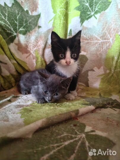 Котята отдам