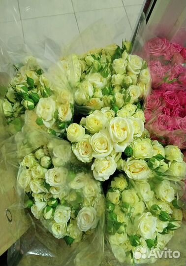 Букет роз/Букет 101 роза/Подарок