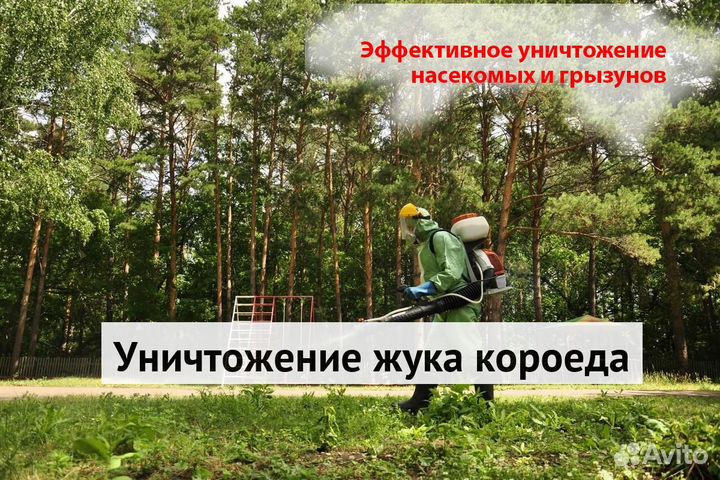 Уничтожение клопов тараканов грызунов грибка плесе
