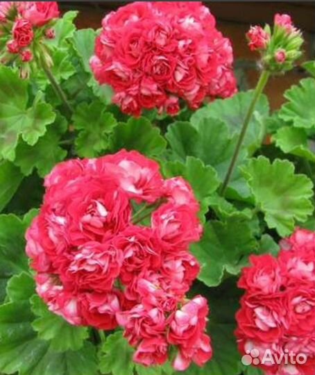 Пеларгония герань