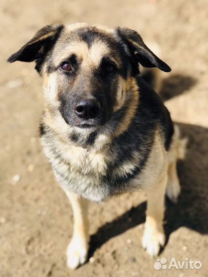 Лучшая в мире собака ищет свою любящую семью