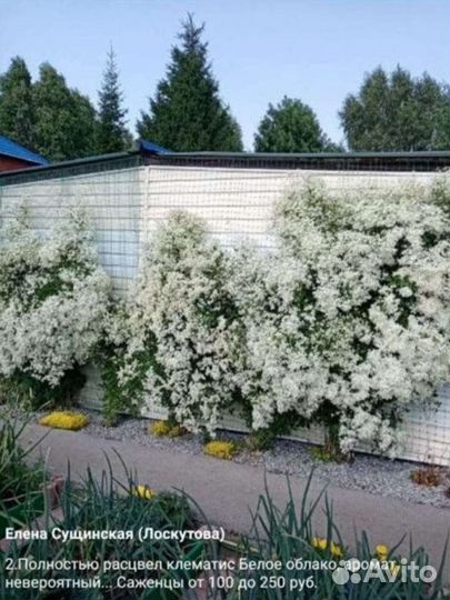 Клематис Белое облако