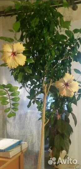 Гибискус простой, жёлтый и красный махровый