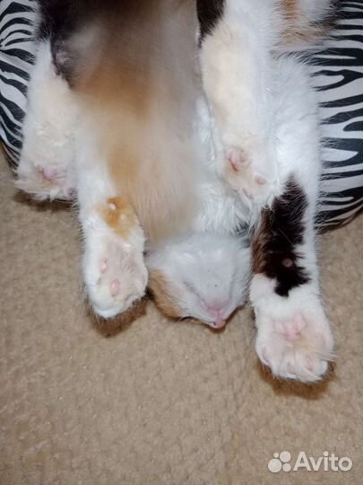 Кошка