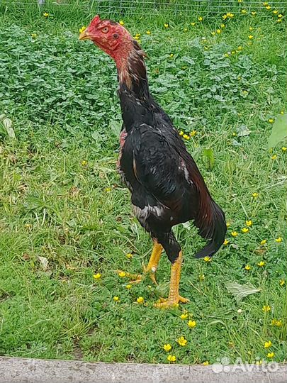 Бойцовая птица