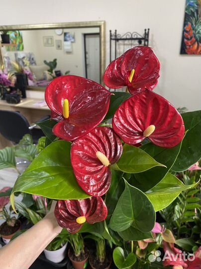 Комнатные цветы