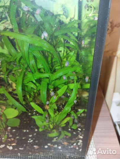 Улитка Физа