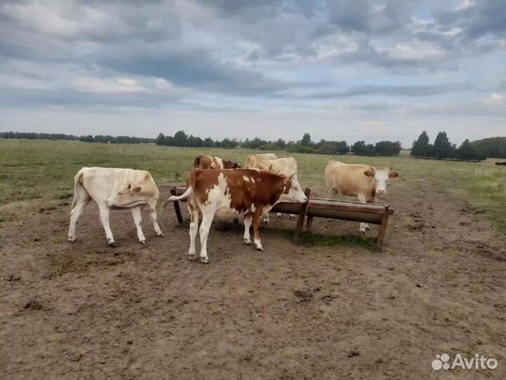 Телка 1.5 года