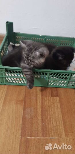 Британские котята
