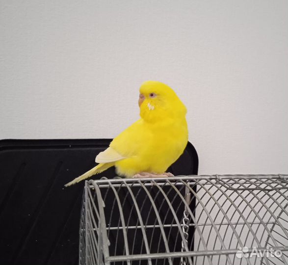 Волнистый попугай с клеткой и принадлежностями