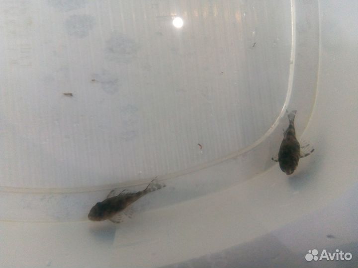 Номерные сомы