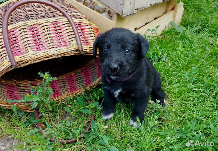 Щенки в добрые руки