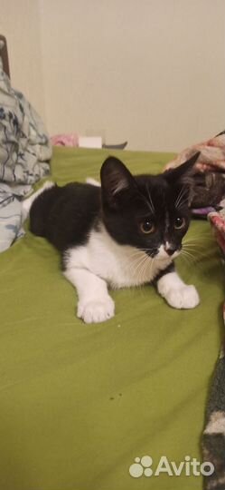 Котёнок к добрый руки