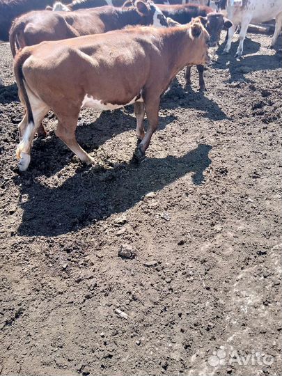 Продам телку 1.5 годовалую