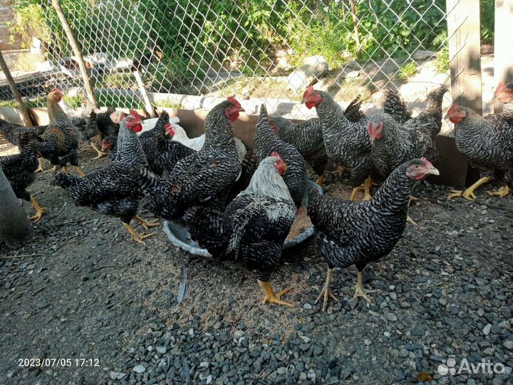 Молодые петухи