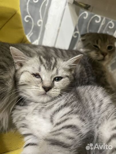 Котята бесплатно