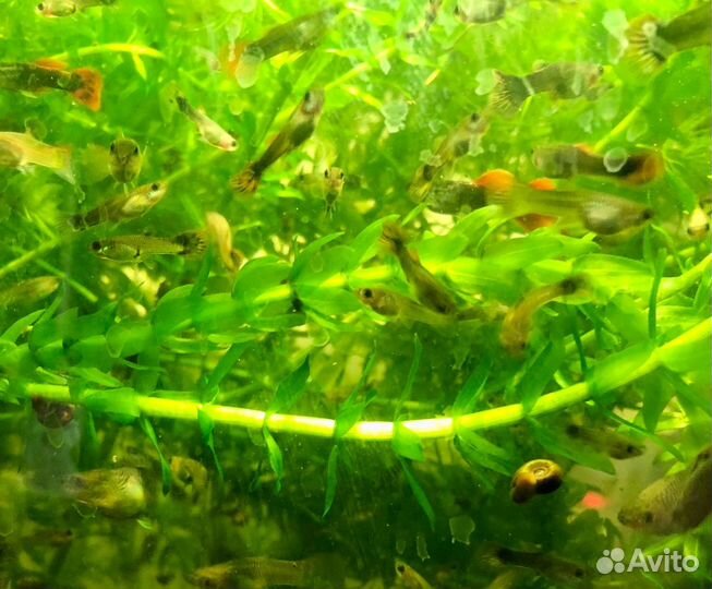 Рыбки Гуппи и аквариумные растения