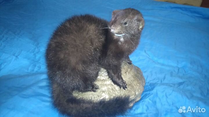 Чучело норки