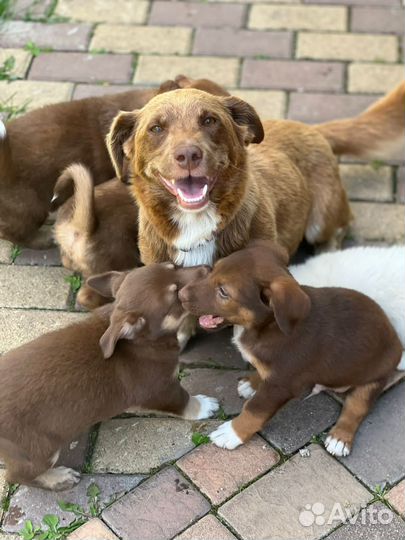 Собака в добрые руки