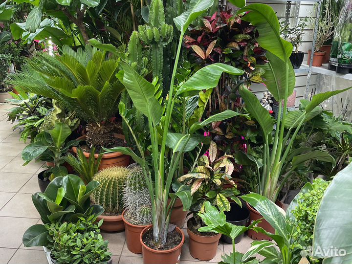 Стрелиция николая от 150см