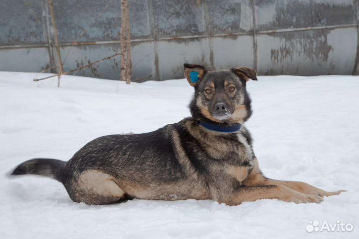 Супер общительный Платон ищет хозяев, 2.5 года