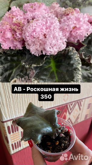 Сортовые фиалки