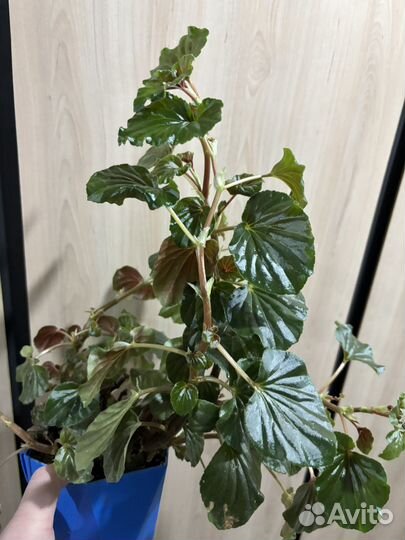 Бегония декоративно лиственная