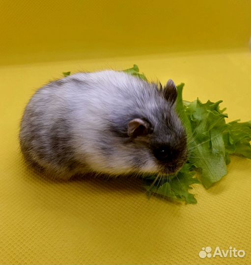 Хомяки из домашнего питомника. Подрощенные