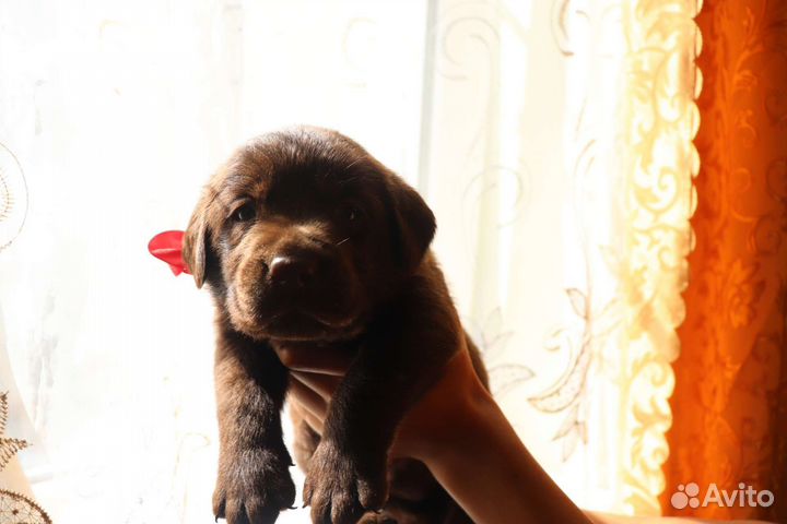 Супер малыши и малышки лабрадора