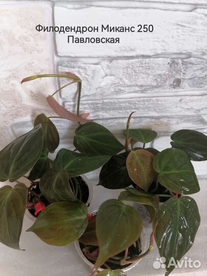 Филодендроны