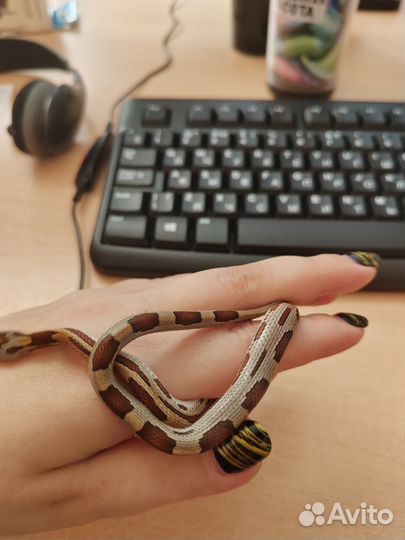 Маисовый полоз