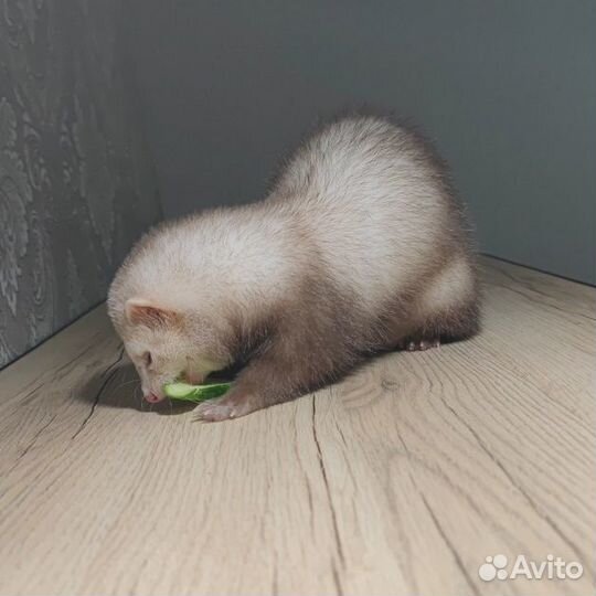 Хорек с клеткой