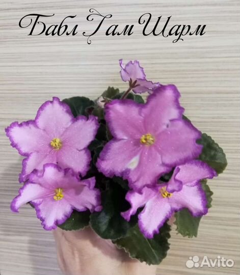 Узамбарская фиалка в ассортименте