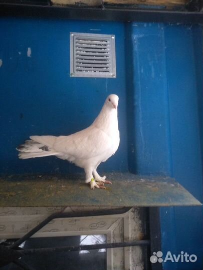 Голуби бакинские широкохвостые