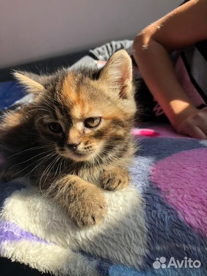 Котята мальчики и девочки