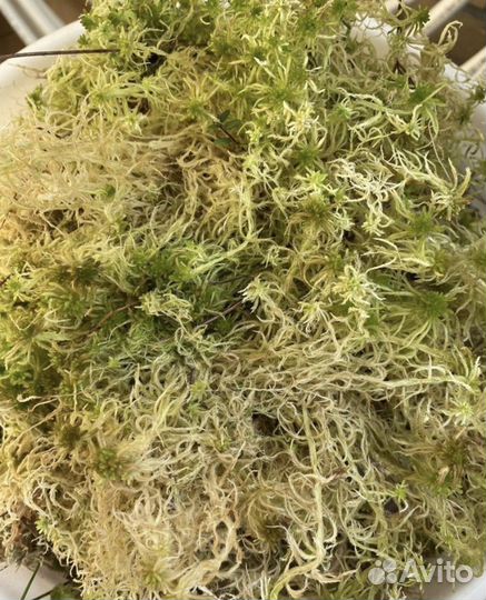 Мох сфагнум