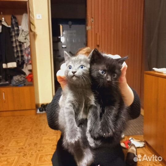 Турецкая ангора