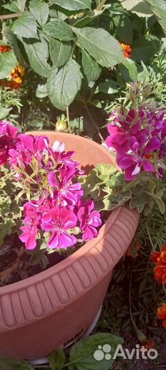 Плетущаяся герань