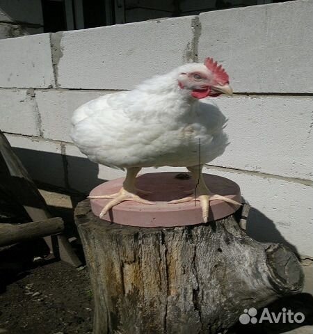 Бройлер.кобб 500 Подрощеный. 3х недельный.Доставка