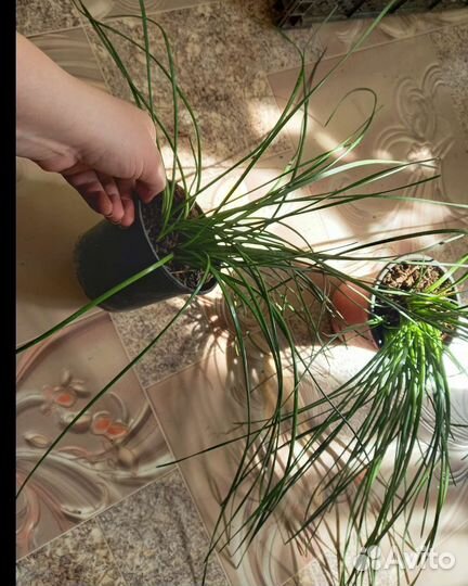 Комнатные цветы