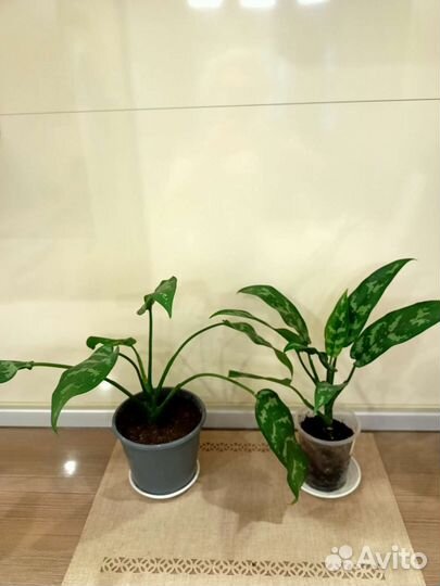 Аглаонема Мария