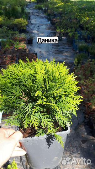 Саженцы хвойных растений