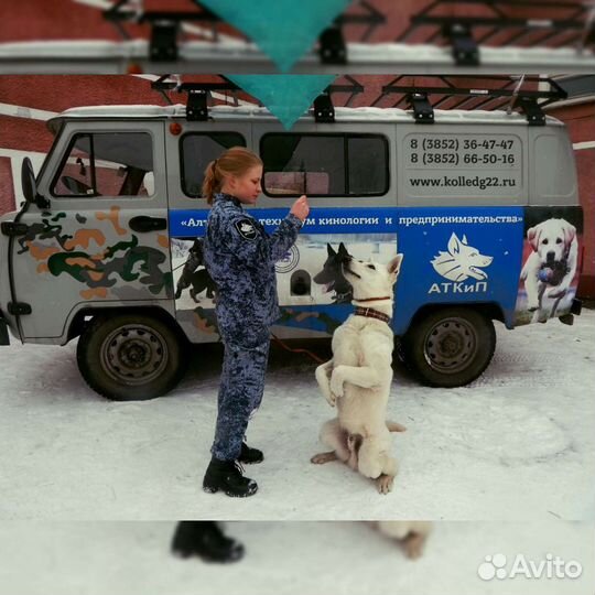 Дрессировка с профессиональным кинологом/хендлер